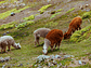 Alpacas camino a Vinicunca, Departamento del Cuzco, Perú - Miniatura 1