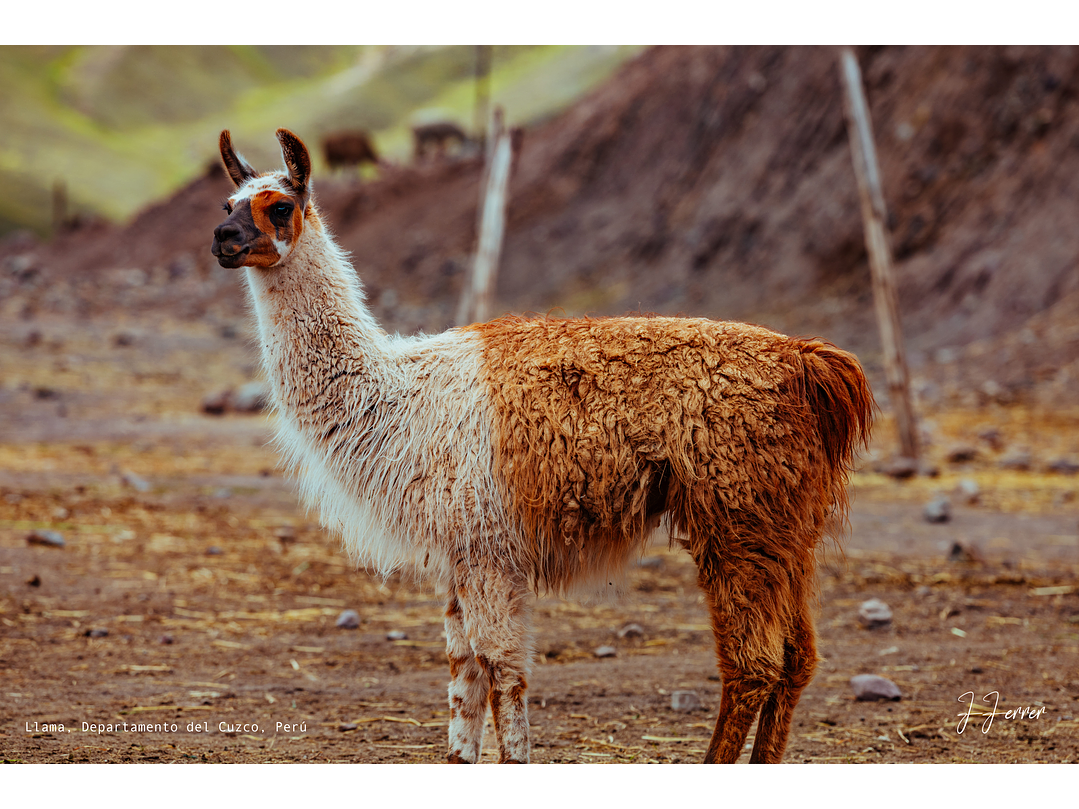 Llama, Departamento del Cuzco, Perú 1