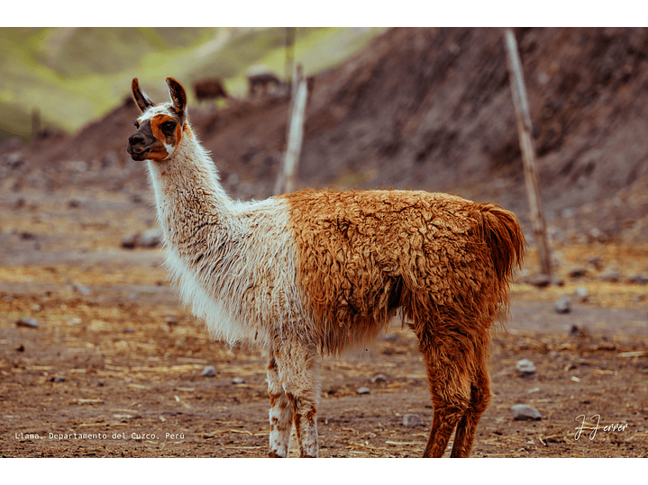 Llama, Departamento del Cuzco, Perú 1