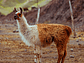 Llama, Departamento del Cuzco, Perú - Miniatura 1