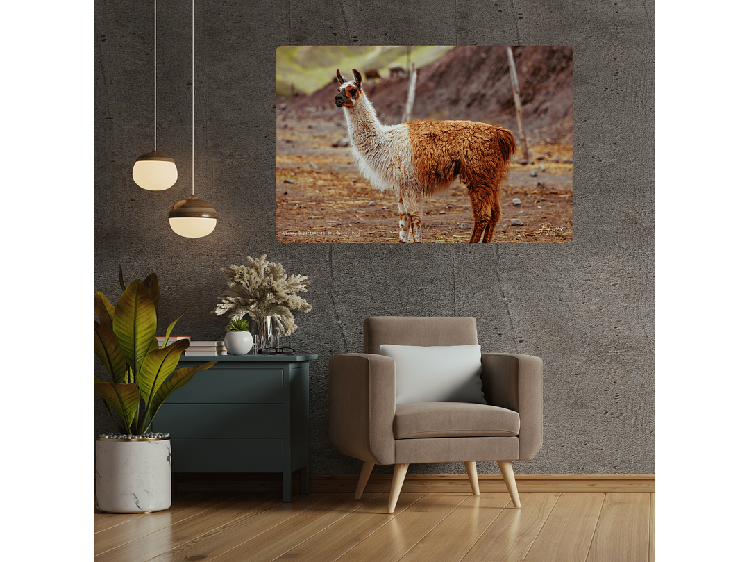 Llama, Departamento del Cuzco, Perú 2