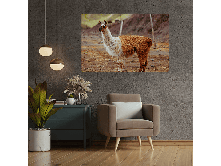 Llama, Departamento del Cuzco, Perú 2