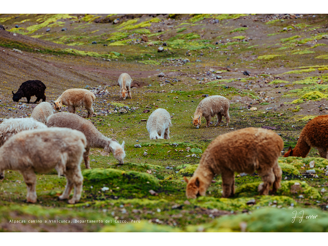 Alpacas camino a Vinicunca, Departamento del Cuzco, Perú 1