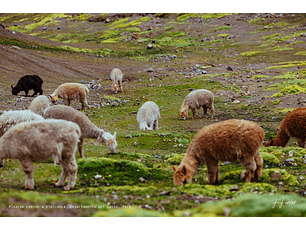 Alpacas camino a Vinicunca, Departamento del Cuzco, Perú
