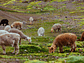 Alpacas camino a Vinicunca, Departamento del Cuzco, Perú - Miniatura 1
