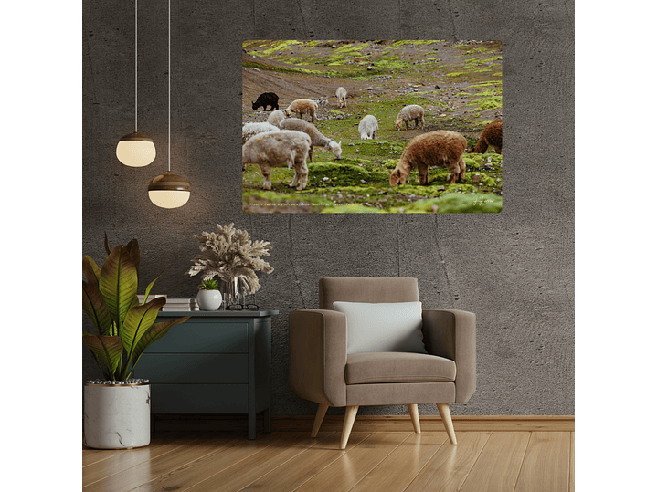 Alpacas camino a Vinicunca, Departamento del Cuzco, Perú 2