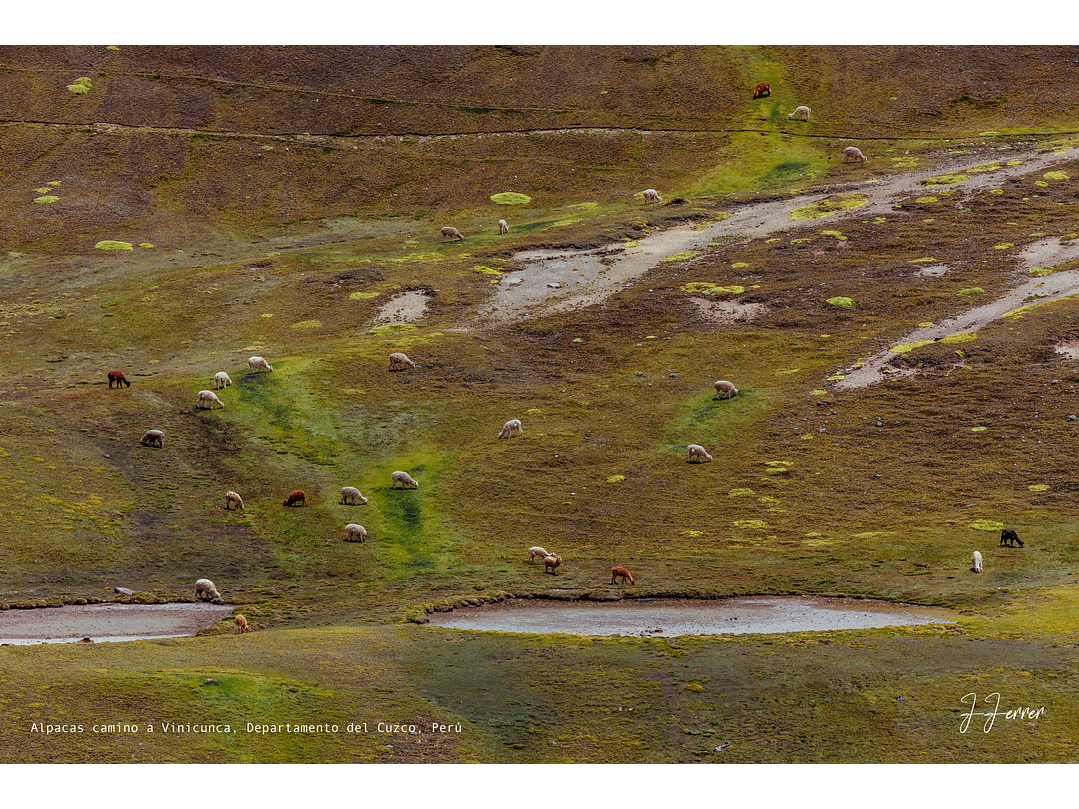 Alpacas camino a Vinicunca, Departamento del Cuzco, Perú 1