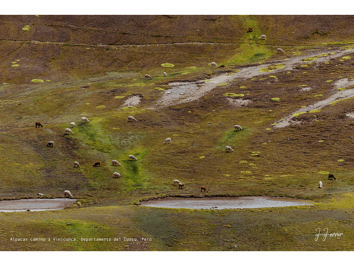 Alpacas camino a Vinicunca, Departamento del Cuzco, Perú 1