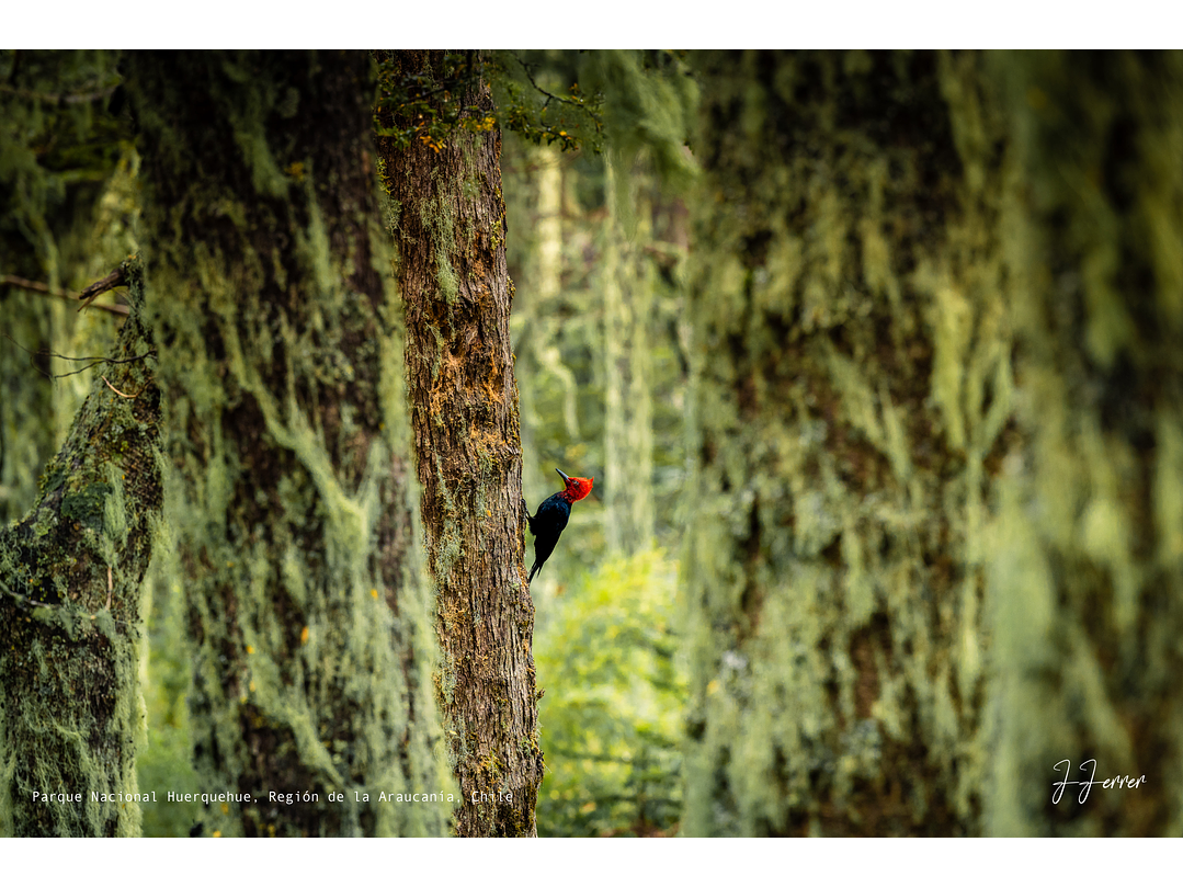 Parque Nacional Huerquehue, Región de la Araucanía, Chile 1