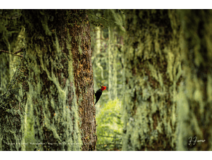Parque Nacional Huerquehue, Región de la Araucanía, Chile