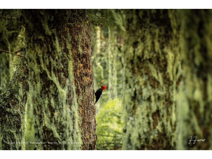 Parque Nacional Huerquehue, Región de la Araucanía, Chile 1