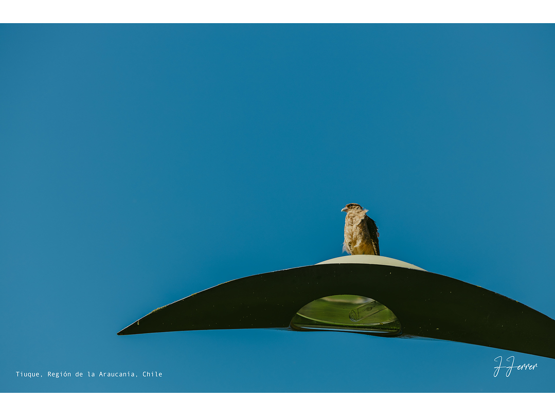 Tiuque, Región de la Araucanía, Chile 1