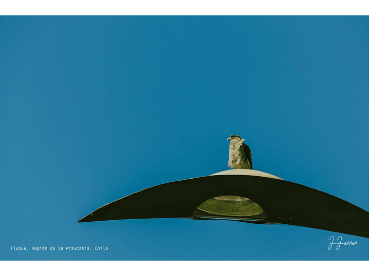Tiuque, Región de la Araucanía, Chile 1