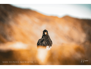 Carancho, Cerro Provincia, Región Metropolitana, Chile