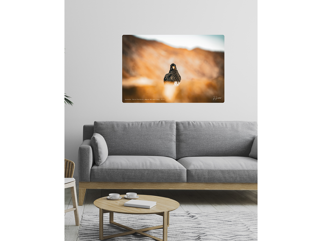 Carancho, Cerro Provincia, Región Metropolitana, Chile 2