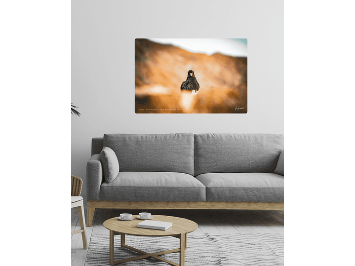 Carancho, Cerro Provincia, Región Metropolitana, Chile 2