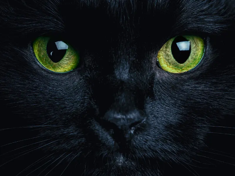 Las brujas y los gatos en la edad media