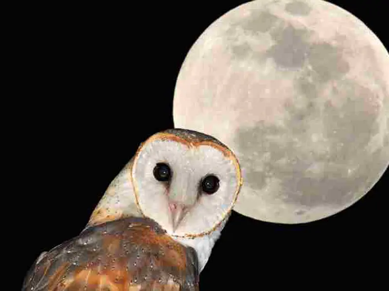 Hechizos según las fases lunares