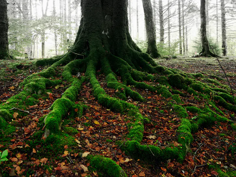 Descubre tu árbol interior: El horóscopo celta y sus significados