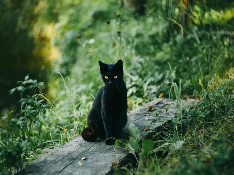 La magia de los gatos negros: Compañeros esenciales de las brujas