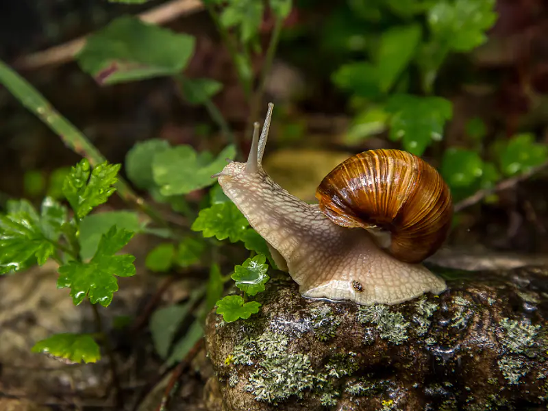  Magia en espiral: El significado esotérico de los caracoles