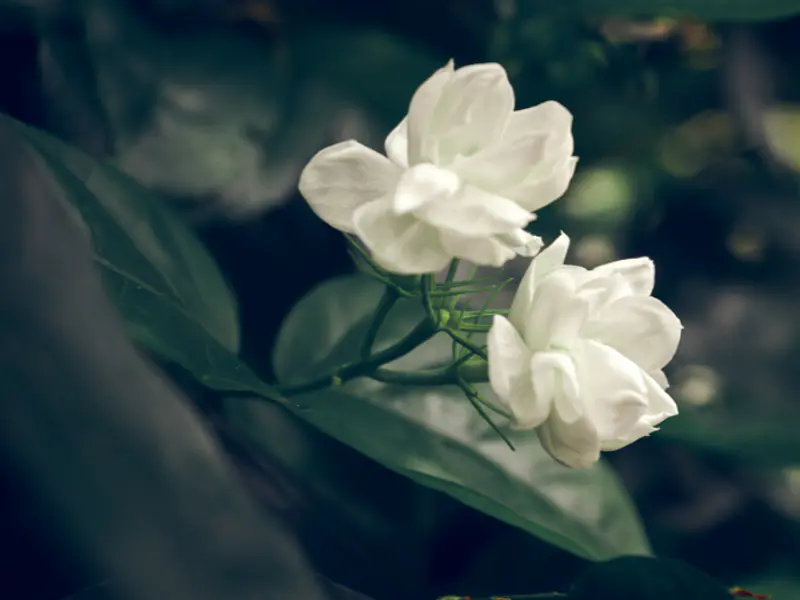 Jazmín: Aromas que despiertan lo esotérico