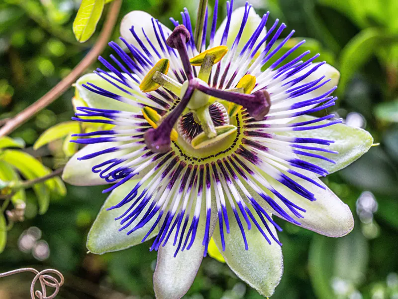  Flor de la Pasión: Misterios revelados en pétalos 