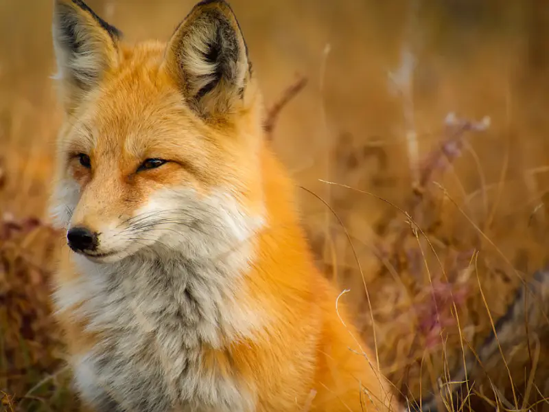 La importancia del zorro como animal tótem