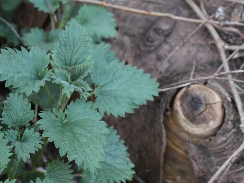 Ortiga: La Planta de Protección y Sanación 