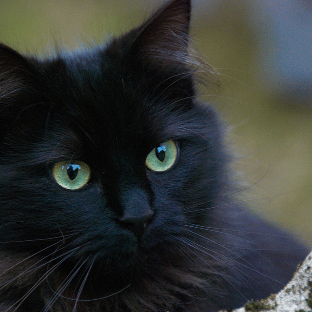 Limpieza y equilibrio de chakras para mascotas