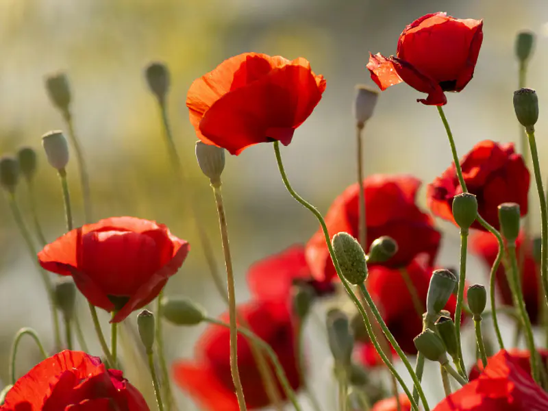 Magia con amapolas