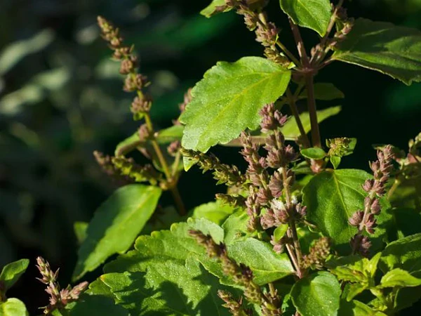 Pachulí, la planta de la atracción, la protección y el poder personal