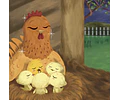 Pollito Orito escapó del nido