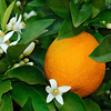 Jabon Liquido Flor De Naranja 300ml Le Petit Olivier