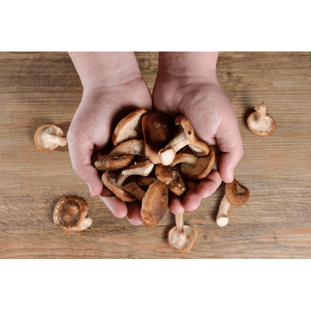 Hongo Shiitake En Polvo Organico Drasanvi 125 Grs Superfood