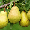 Pure Kiwi Espinacas Organico Certificado 90 Gramos Ama