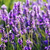 Lavanda En Capsulas Medicinales 60 Caps La Botica Del Alma