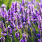 Lavanda En Capsulas Medicinales 60 Caps La Botica Del Alma - Miniatura 2