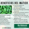 Matico En Capsulas Medicinales 60 Caps La Botica Del Alma