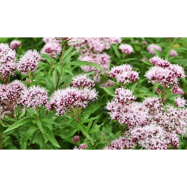 Valeriana En Capsulas Medicinales 60 Caps La Botica Del Alma