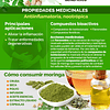 Moringa Plus En Capsulas 60 Antiflamatorio Antiox Anc