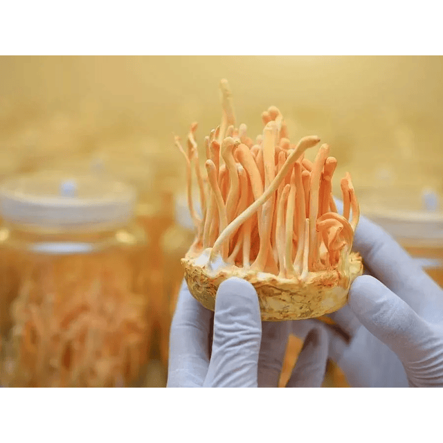 Fungi Pharma Extracto De Hongo Cordyceps Promueve Energia