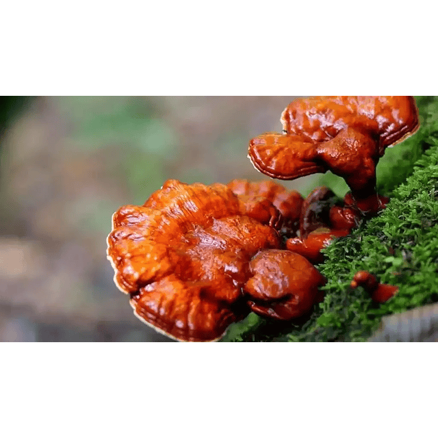 Fungi Pharma Extracto De Hongo Reishi Antioxidante Potente