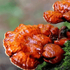 Fungi Pharma Extracto De Hongo Reishi Antioxidante Potente