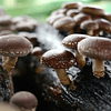 Fungi Pharma Extracto De Hongo Shiitake Potencia Sist Inmune