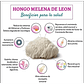 Fungi Pharma Melena De Leon En Polvo 100 Grs Adaptogeno - Miniatura 5