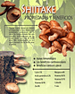 Hongo Shiitake En Polvo Organico Drasanvi 125 Grs Superfood - Miniatura 3