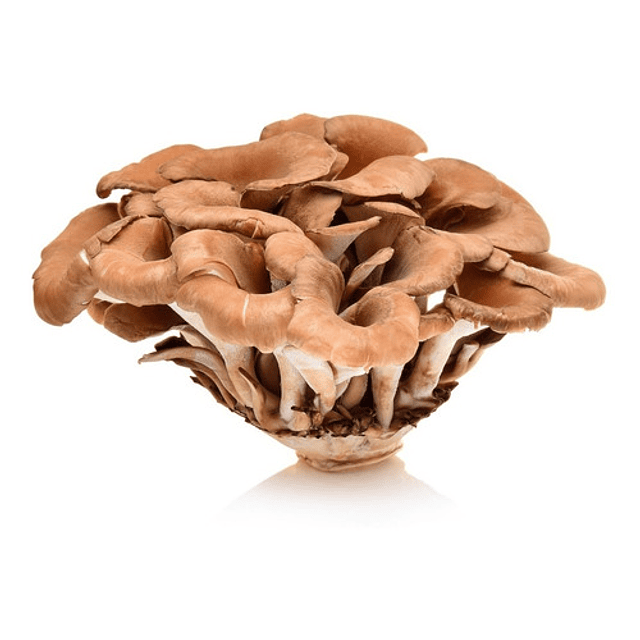 Fungi Pharma Extracto De Hongo Maitake Adaptogeno Tonifica