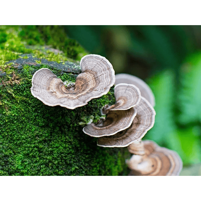 Fungi Pharma Extracto De Hongo Cola De Pavo Inmunomodulador