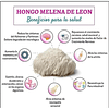 Fungi Pharma Melena De Leon En Polvo 100 Grs Adaptogeno